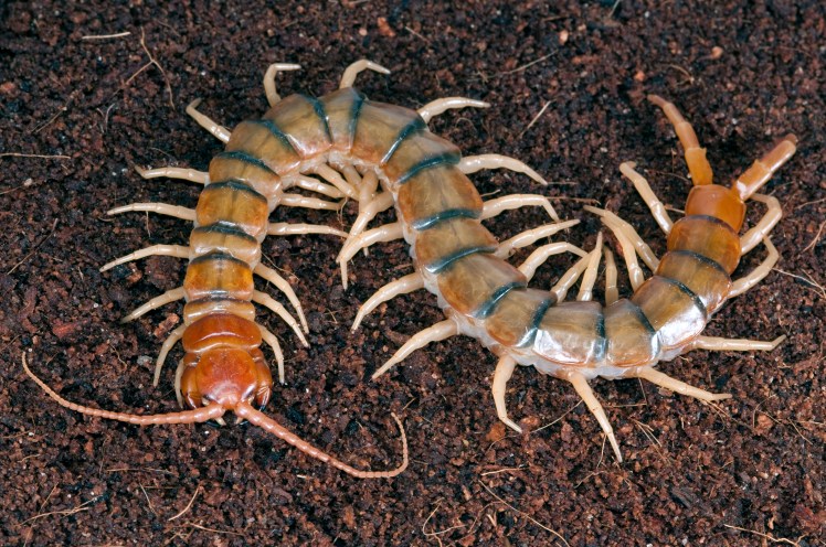 scolopendra_polymorpha_0002