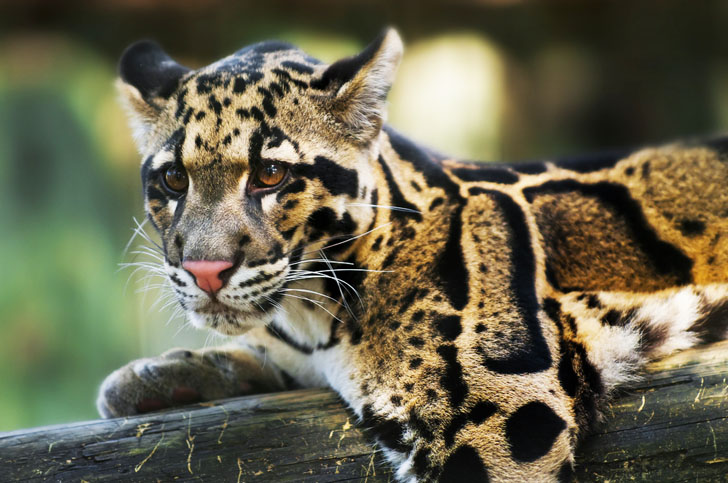 formosan cloud leopard.jpg