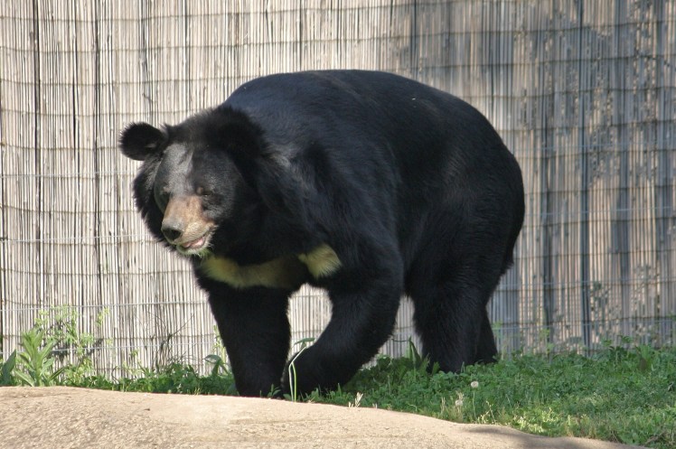 moonbear2
