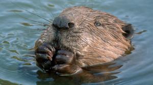 beaver 3
