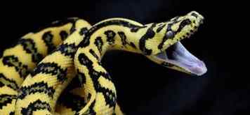 carpet python