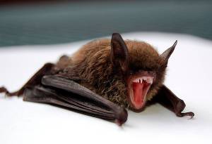 bat