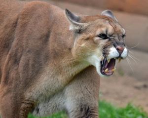 cougar roar