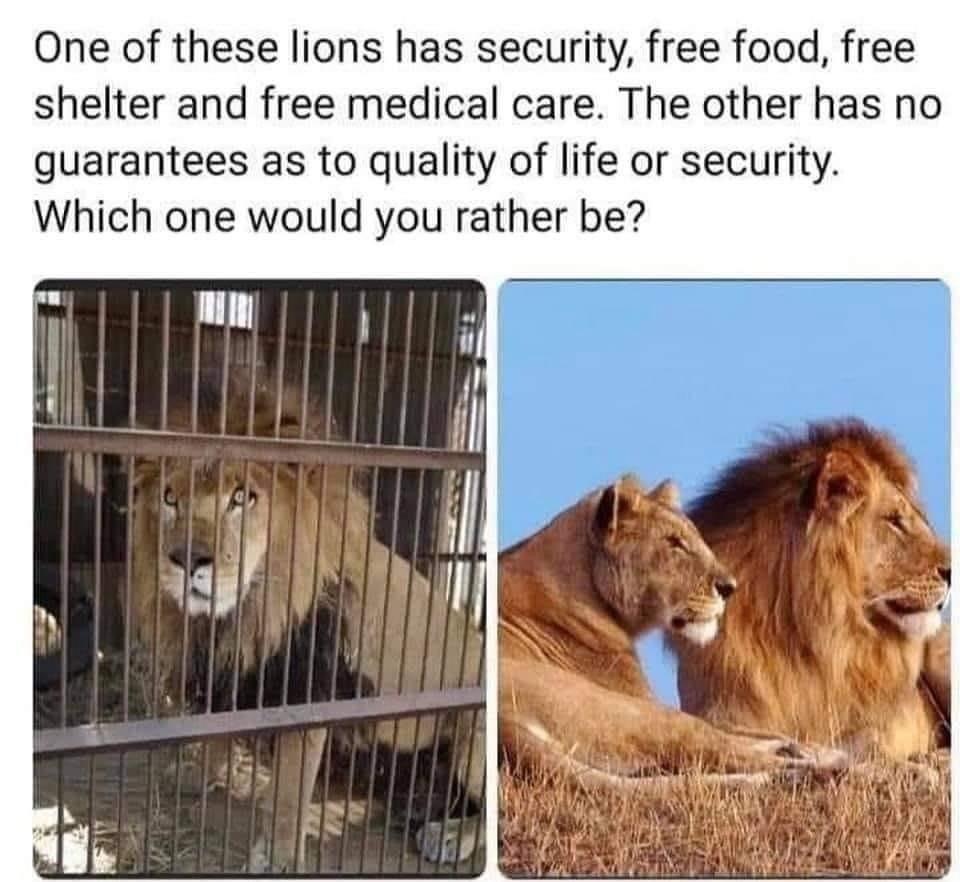 lions