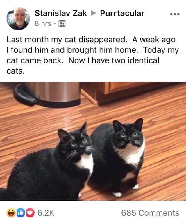 lost cat