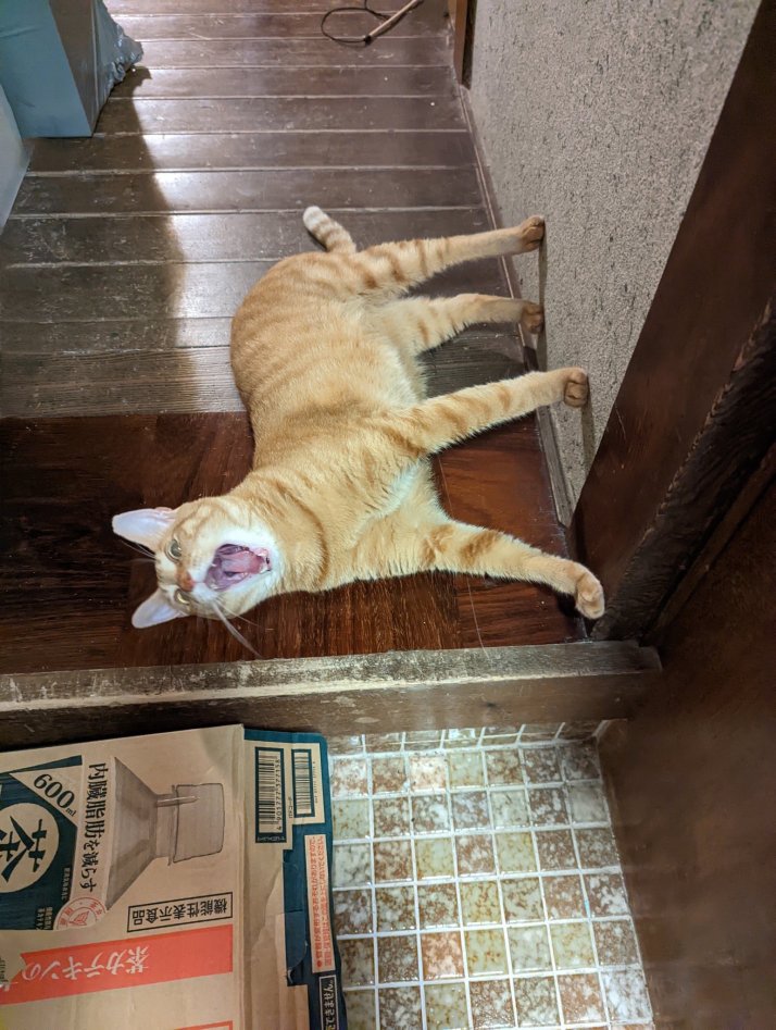 feline optical illusion 2