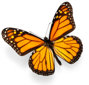 monarch butterfly